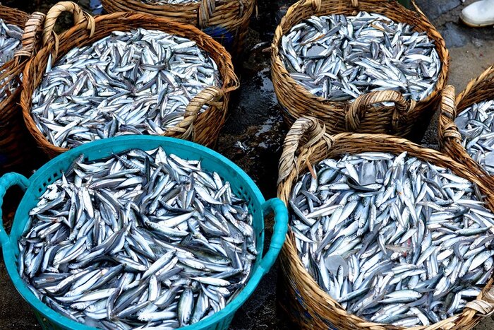 La sauce de poisson Phu Quoc est fabriquée à partir d'anchois de la plus haute qualité