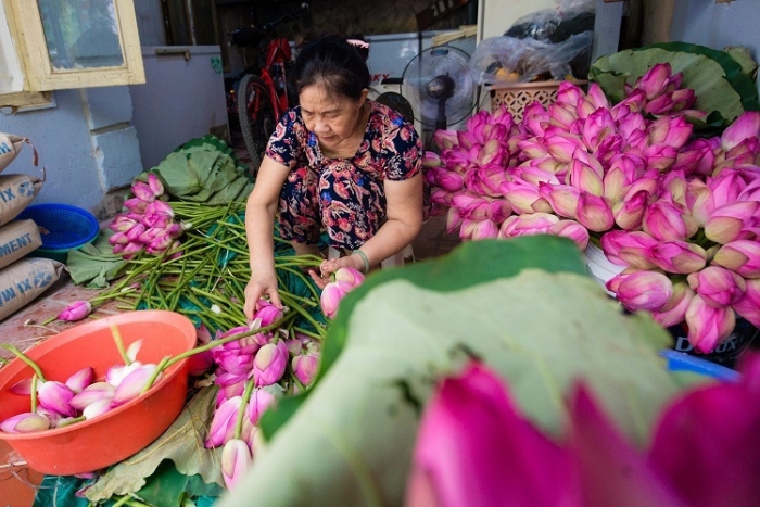 Choisir les fleurs de lotus pour avoir une théière de la meilleure qualité