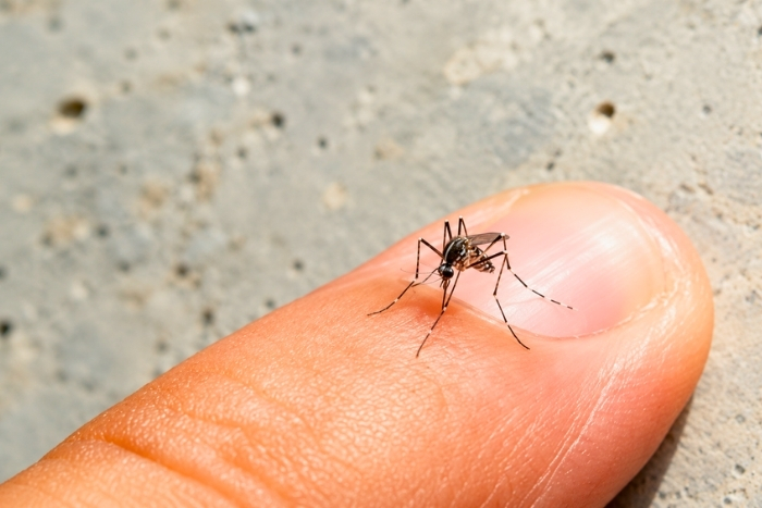 Attention aux moustiques pendant votre s&eacute;jour au Vietnam