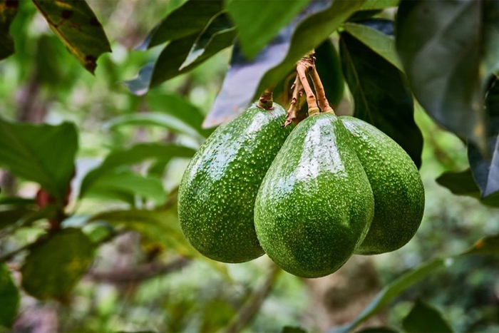 L'avocat (bơ)