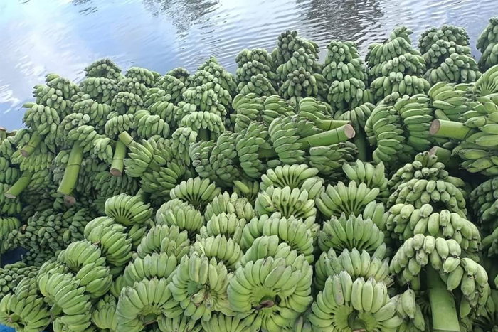 Banane (chuối)