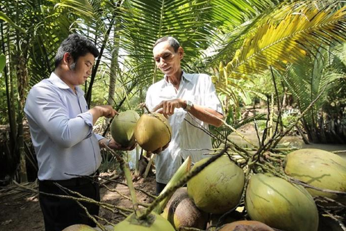 Noix de coco (dừa)