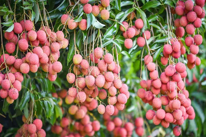 Le litchi (vải)