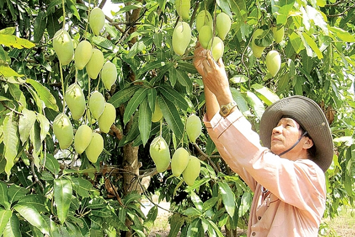 La mangue (xoài)